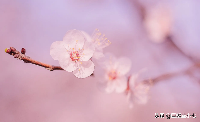 这个星座喜欢玩“心理战术”（这些星座，桃花运惊人，恋爱时喜欢玩“心理战术”）