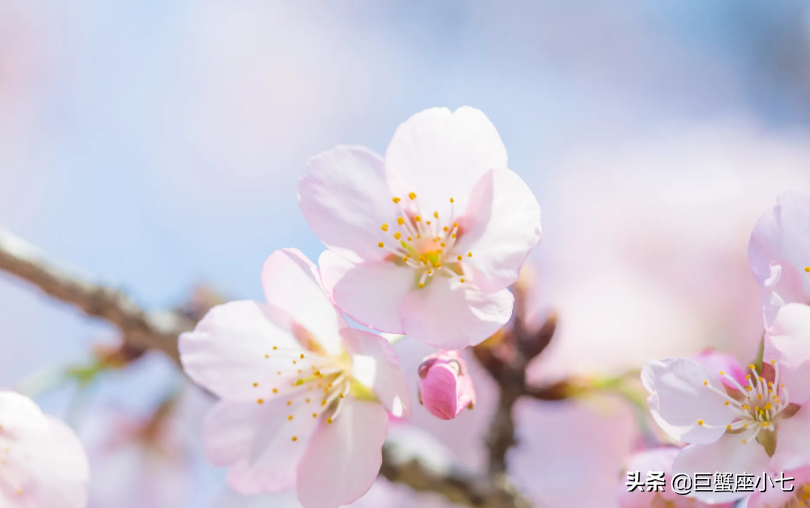 这个星座喜欢玩“心理战术”（这些星座，桃花运惊人，恋爱时喜欢玩“心理战术”）