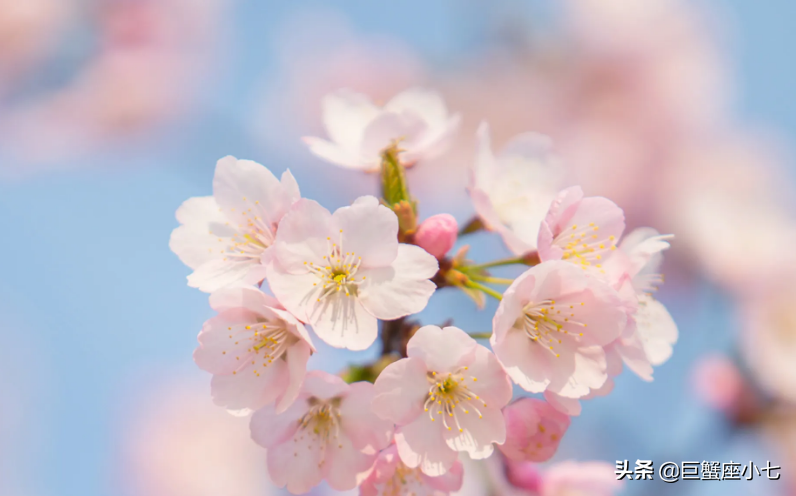 这个星座喜欢玩“心理战术”（这些星座，桃花运惊人，恋爱时喜欢玩“心理战术”）