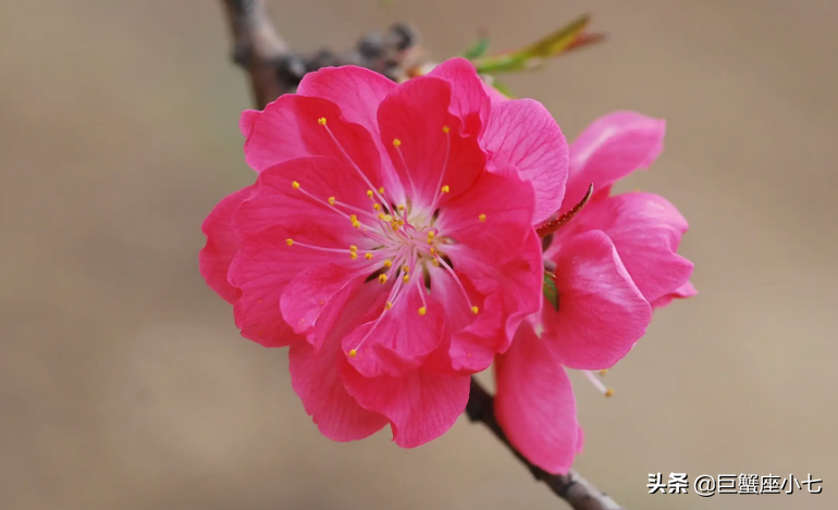 这个星座喜欢玩“心理战术”（这些星座，桃花运惊人，恋爱时喜欢玩“心理战术”）